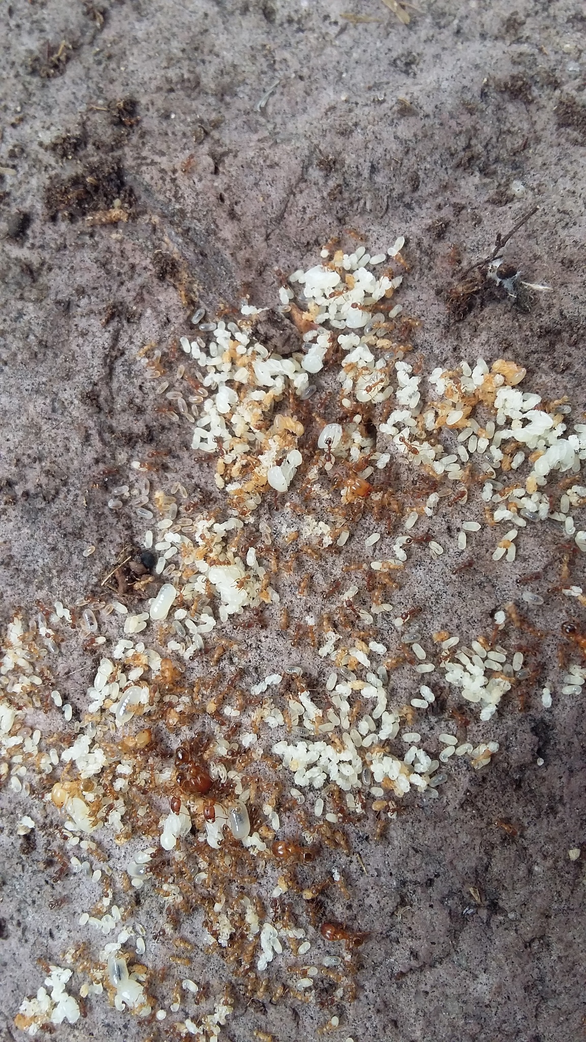 Pheidole centeotl