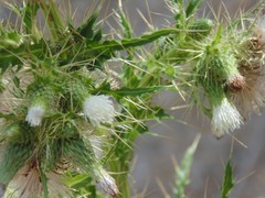 Cirsium candelabrum