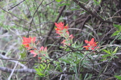 Castilleja glandulosa