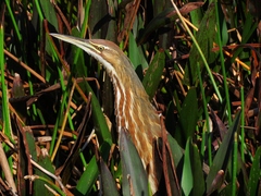 Botaurus lentiginosus image