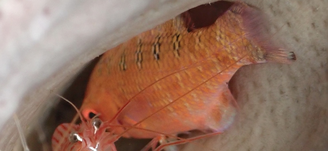 克里奧隆頭魚 Clepticus parrae