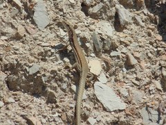 Podarcis muralis