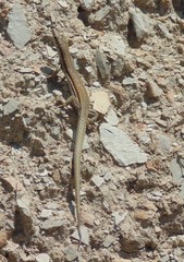 Podarcis muralis