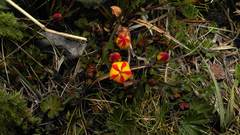 Gentianella hirculus