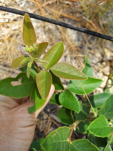Image of Desmodium floridanum by (c) Athena Philips, some rights reserved (CC BY)