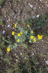 Psilostrophe gnaphalodes