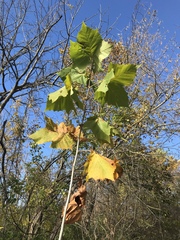 Platanus occidentalis