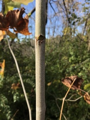 Platanus occidentalis