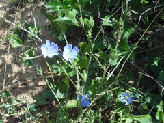 Cichorium intybus