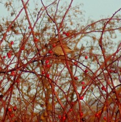 Passer domesticus