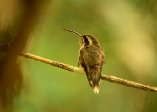 Dusky-throated Hermit (Phaethornis squalidus), photo 4