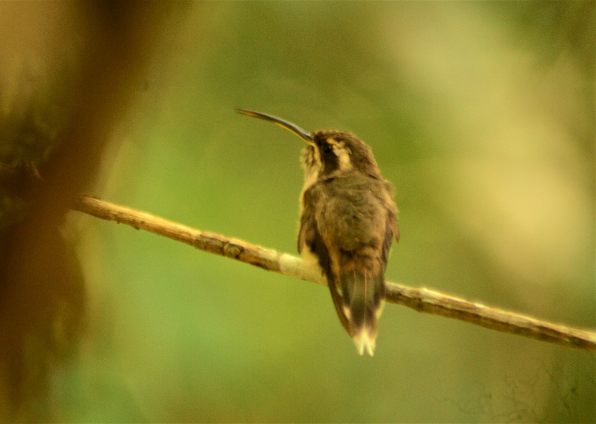 Dusky-throated Hermit (Phaethornis squalidus), photo 3
