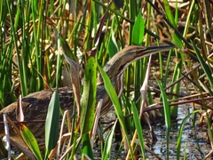 Botaurus lentiginosus image
