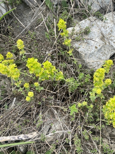 Cruciata taurica (Cruciata taurica)