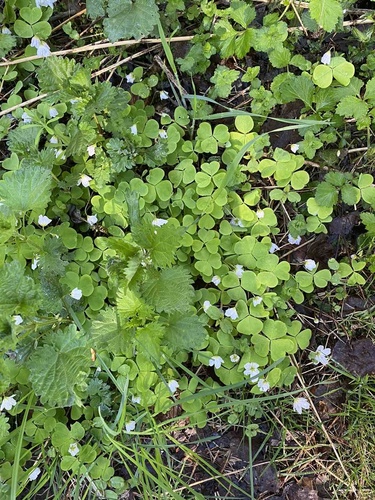 Paprastasis kiškiakopūstis
