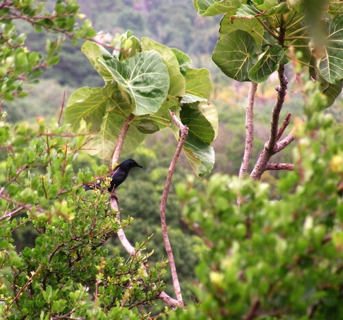 Large-leaved rock fig