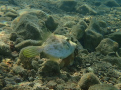 Stephanolepis diaspros