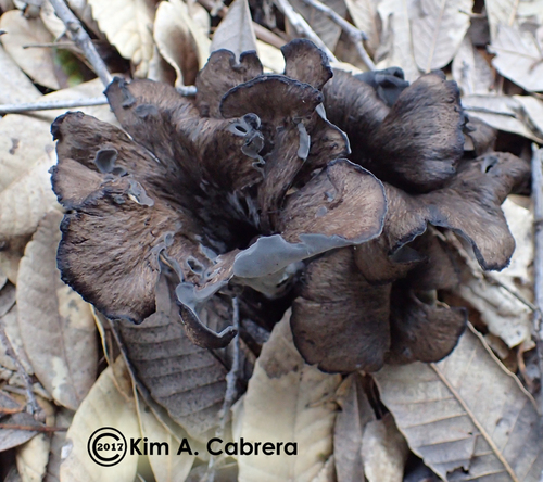 California Black Trumpet