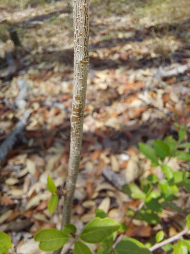 Image of Ilex ambigua by (c) Athena Philips, some rights reserved (CC BY)