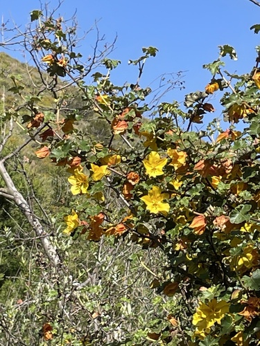 Mexican Flannelbush