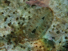 Rhyssoplax olivacea