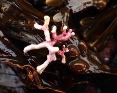 Phymatolithon calcareum