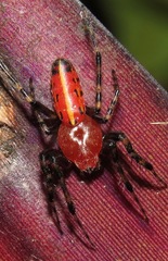 Alpaida grayi