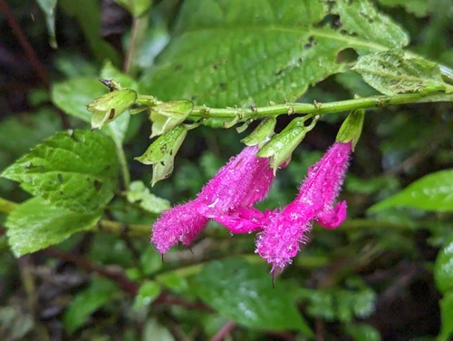 Image of Salvia tortuosa by (c) Attila Oláh, some rights reserved (CC BY)
