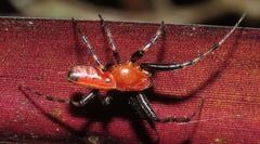 Alpaida grayi