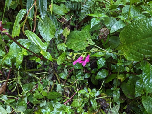 Image of Salvia tortuosa by (c) Attila Oláh, some rights reserved (CC BY)