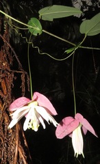 Passiflora catharinensis