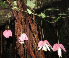 Passiflora catharinensis