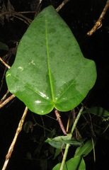 Passiflora catharinensis