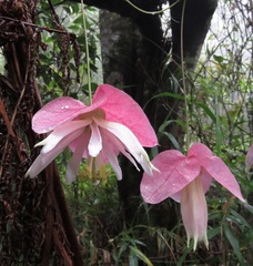 Passiflora catharinensis