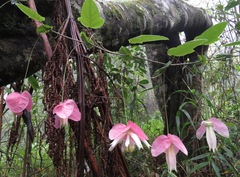 Passiflora catharinensis