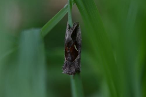 Macdunnoughia confusa