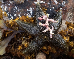 Phymatolithon calcareum