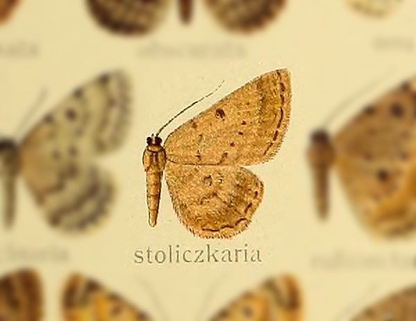 Gnophos stoliczkaria