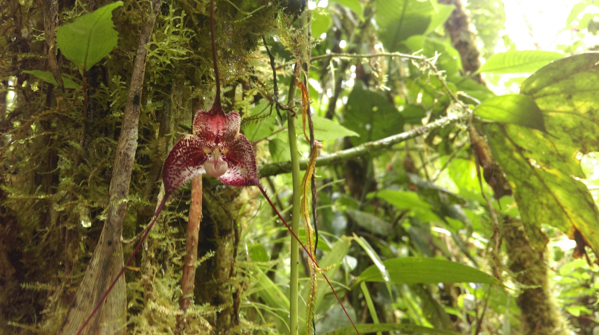 Photos of Dracula lafleurii · iNaturalist, image size:2048x1148