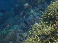 Chromis ternatensis