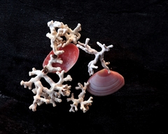 Phymatolithon calcareum