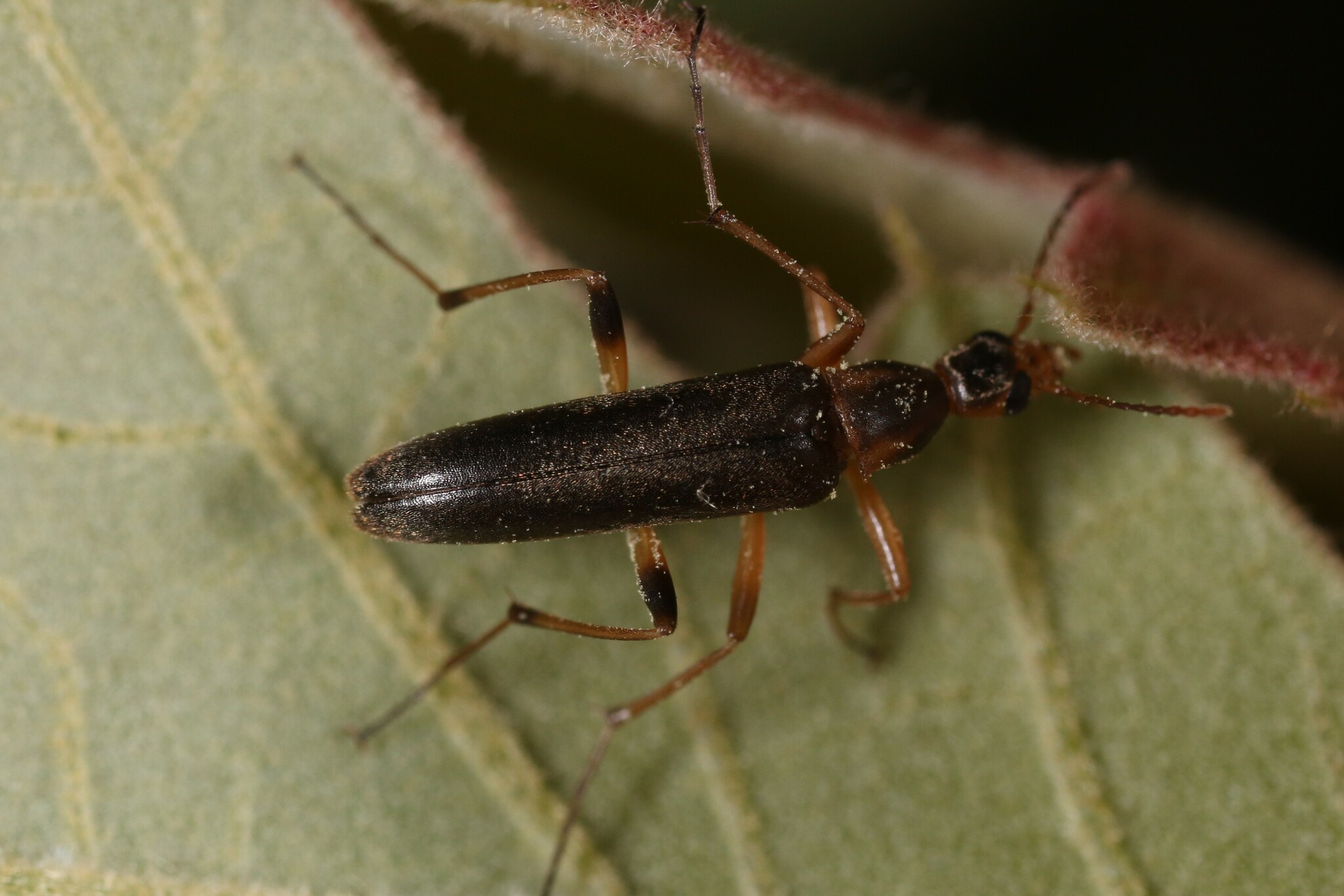 Stenotrachelidae