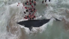 Megaptera novaeangliae