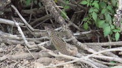 Liolaemus zapallarensis