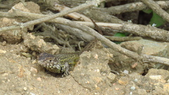 Liolaemus zapallarensis