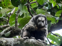 Napo Saki photo 3