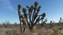 Yucca decipiens