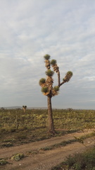 Yucca decipiens