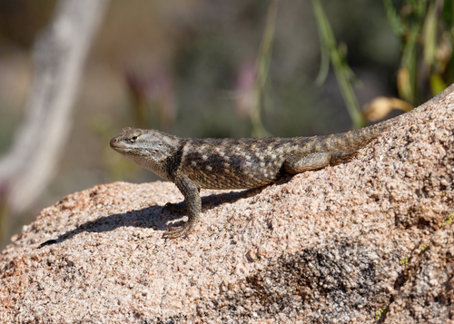 iNaturalist observation photo of Desert Spiny Lizard