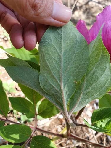 Image of Paeonia algeriensis by (c) Mehdi Chetibi, some rights reserved (CC BY)